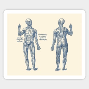 Arm Muscular System - Dual View - German Diagram - Vintage Anatomy Sticker